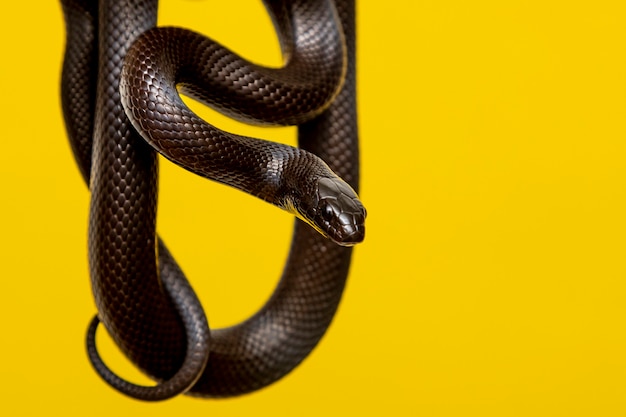 La serpiente rey negra mexicana (Lampropeltis getula nigrita)