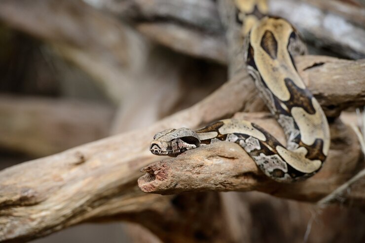 Foto serpiente en la selva amazónica