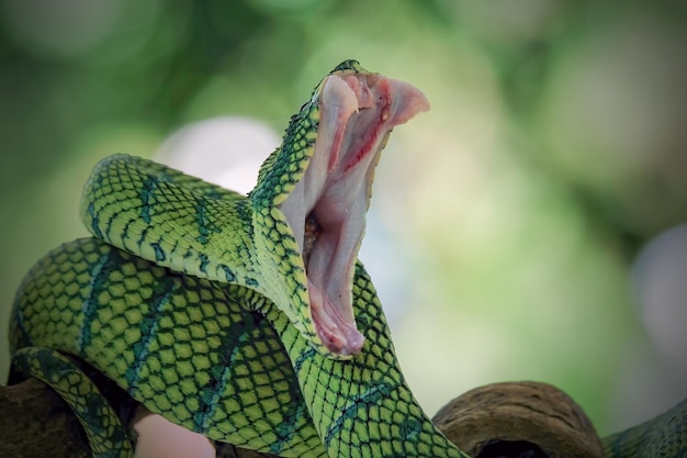 Serpiente para ser atacada