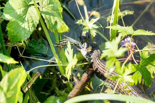 Serpiente tragando una rana en un estanque entre las plantas