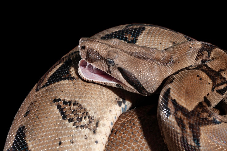 Foto serpiente ular sanca o malayopython reticulatus