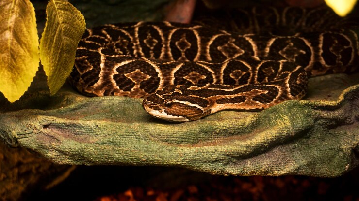 Foto serpiente urutu venenosa mortal. serpiente peligrosa en el zoológico. foto de terrario