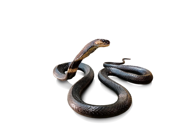 Serpiente venenosa cobra muerta capturada y conservada para su estudio sobre fondo blanco