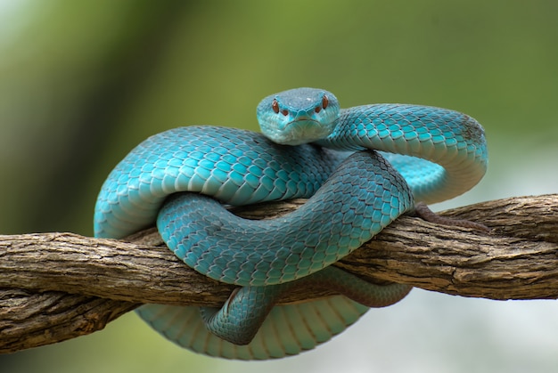 Serpiente venenosa en la rama de un árbol