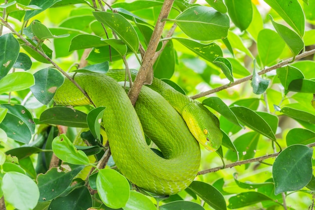 Foto serpiente verde acurrucada en un árbol