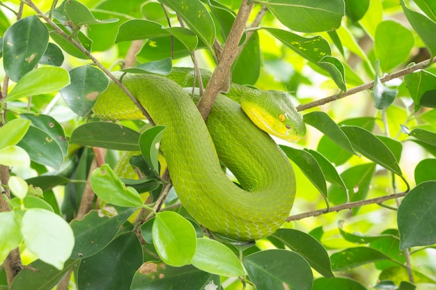 Serpiente verde acurrucada en un árbol