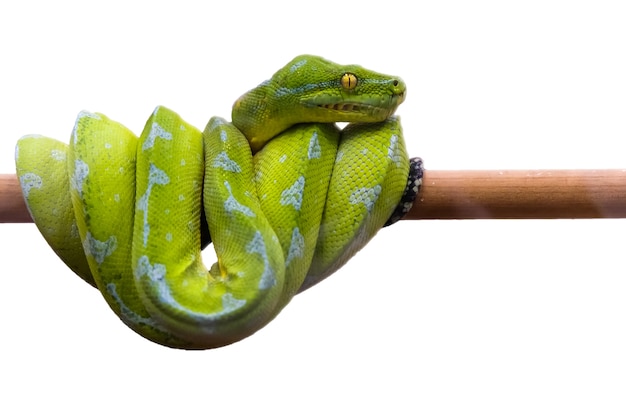 Serpiente verde acurrucado en una rama