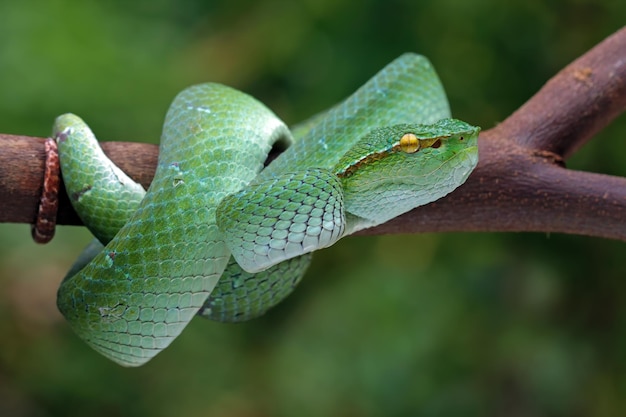 Una serpiente verde enrollada en una rama