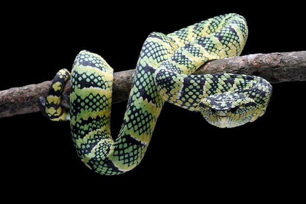 Una serpiente verde enrollada en una rama