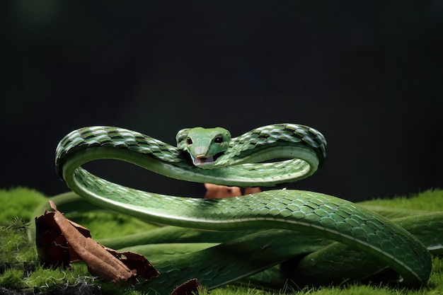 Una serpiente verde con un fondo negro