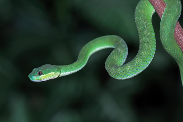 Una serpiente verde con un ojo rojo cuelga de una rama.