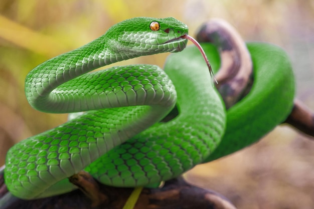 Una serpiente verde con un ojo rojo está en una rama.