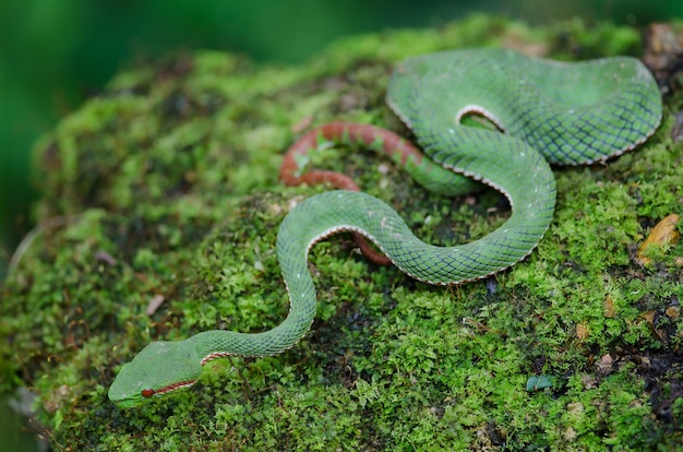 Serpiente verde del Papa Pitviper