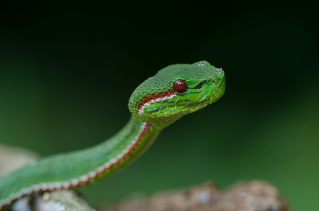 Serpiente verde del Papa Pitviper