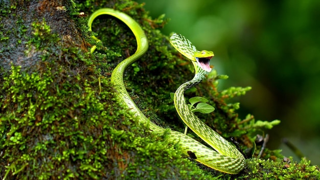 Foto la serpiente verde pitón real