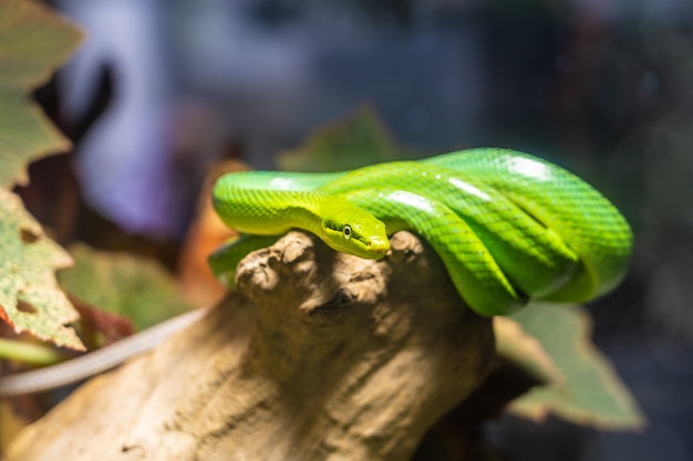 Serpiente verde en la rama