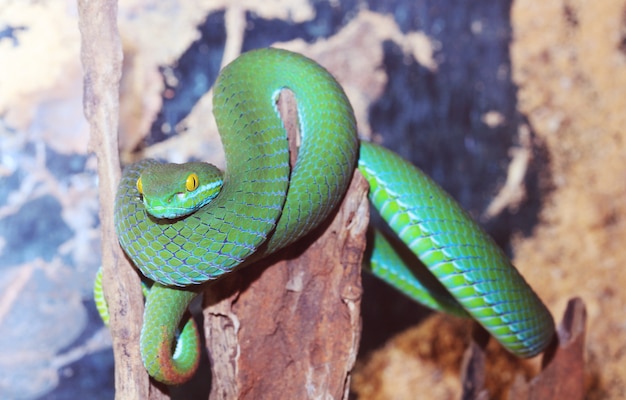 Foto serpiente verde en rama