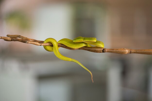 serpiente verde en una rama