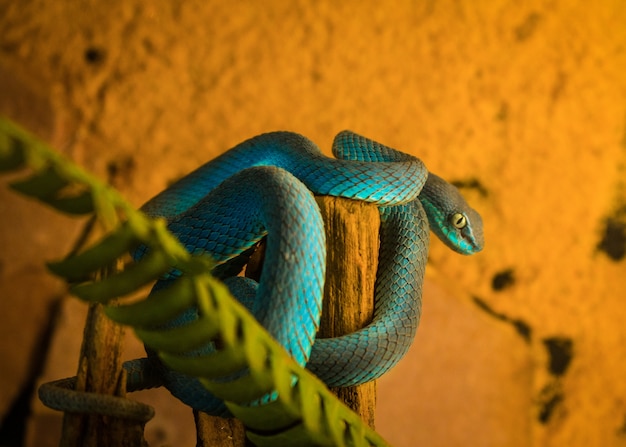 Serpiente verde en el registro