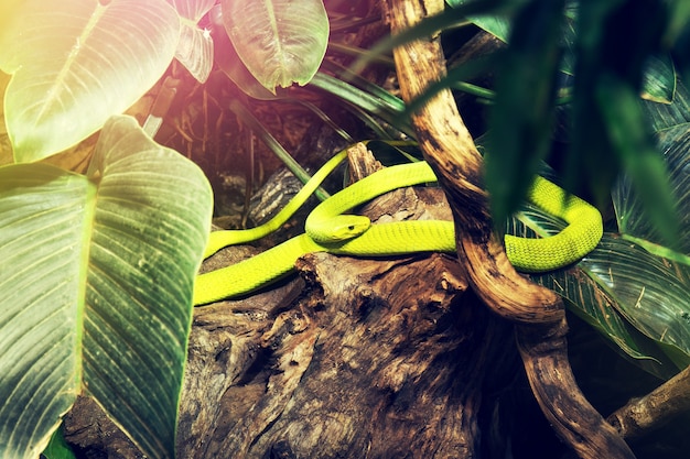 Serpiente verde salvaje en selva salvaje del bosque de la naturaleza. Horizontal.