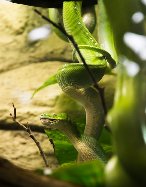 Foto serpiente verde