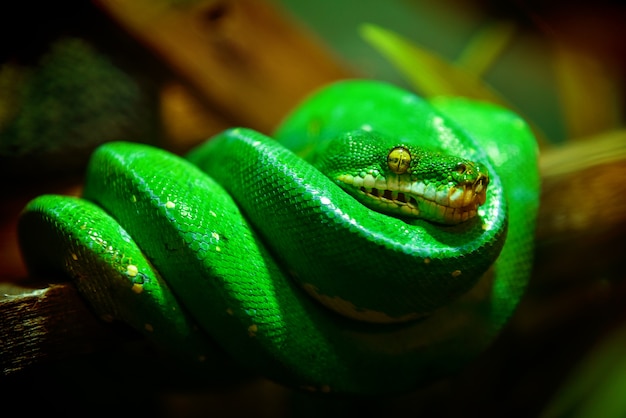 Serpiente verde