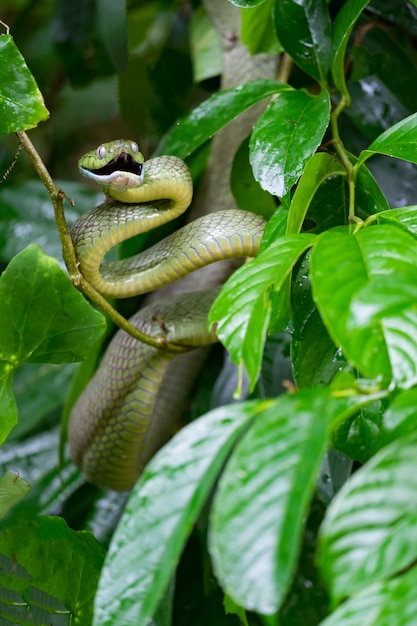 Foto serpiente verde