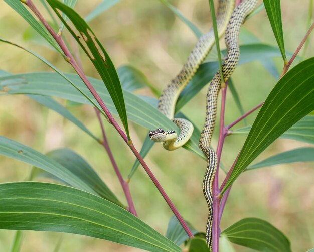 Serpiente verde