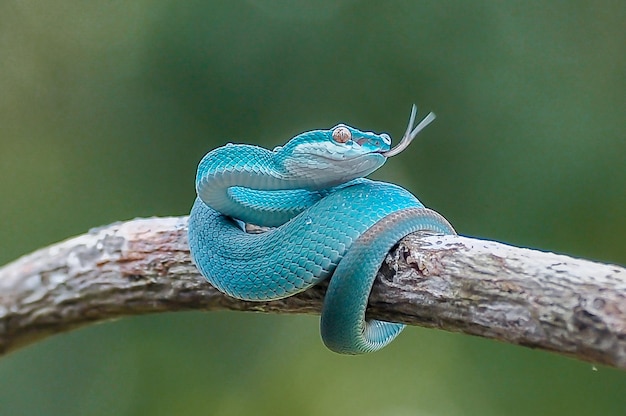 serpiente víbora azul bebé en víbora de madera