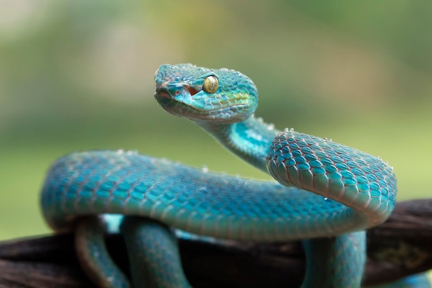 Serpiente víbora azul closeup cara cabeza de serpiente víbora azul insularis