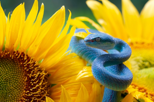 Serpiente víbora azul en girasol