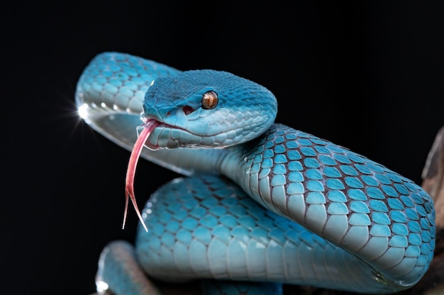 Serpiente víbora azul en primer plano y detalle