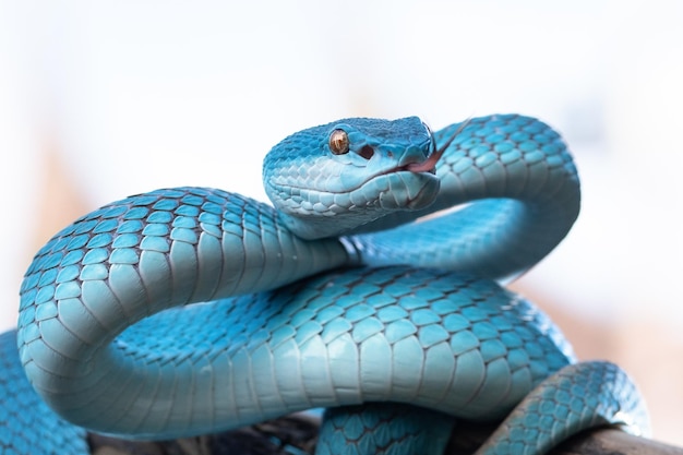 Serpiente víbora azul en primer plano y detalle