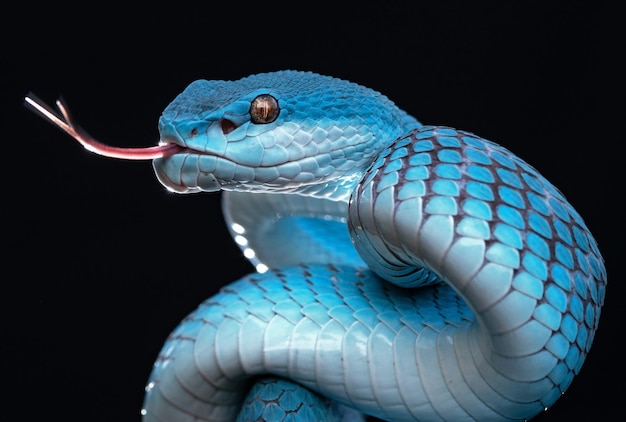 Foto serpiente víbora azul en primer plano y detalle