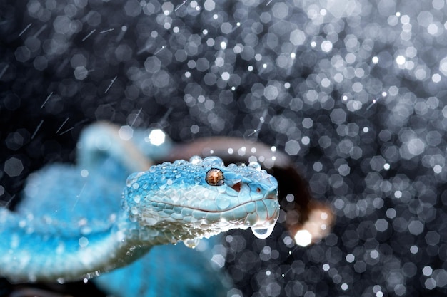 Serpiente víbora azul en primer plano y detalle