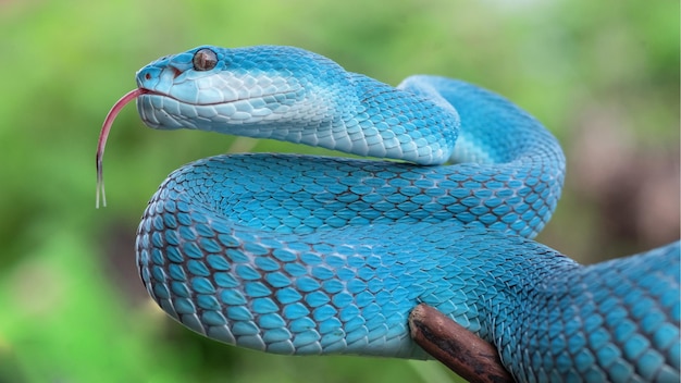 Serpiente víbora azul en primer plano y detalle
