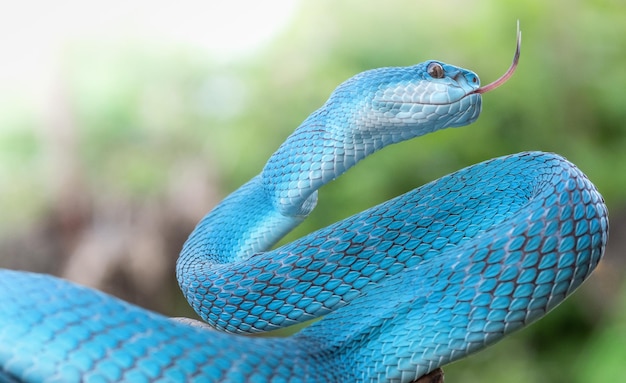 Serpiente víbora azul en primer plano y detalle