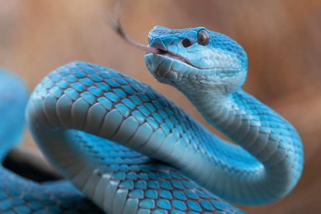 Serpiente víbora azul en primer plano y detalle