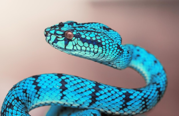 Serpiente víbora azul en primer plano