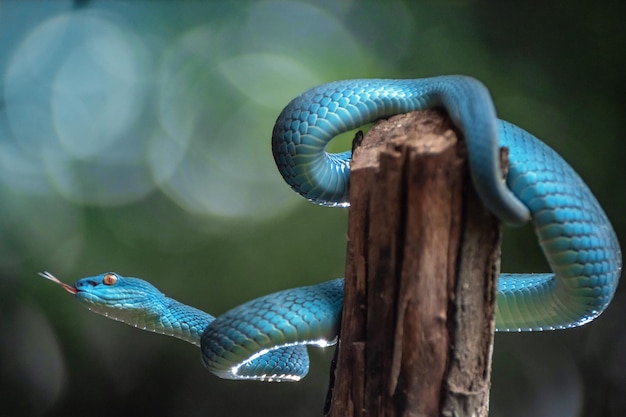 Serpiente víbora azul en primer plano