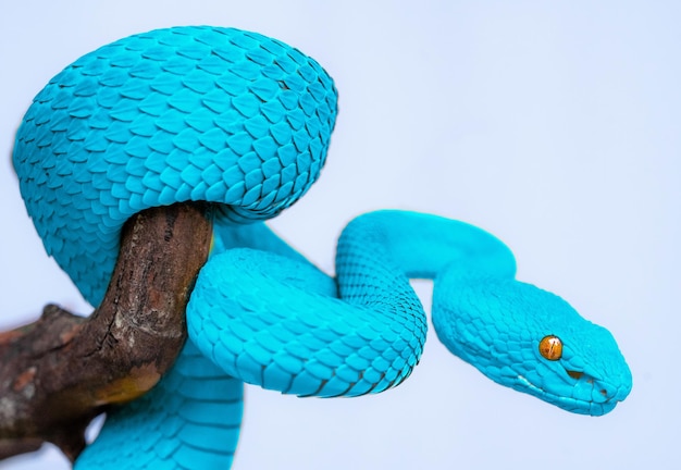 Serpiente víbora azul en primer plano