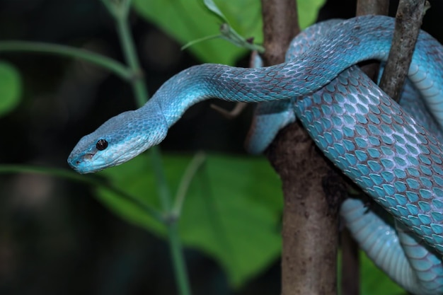 Serpiente víbora azul en rama serpiente víbora lista para atacar primer animal insularis azul