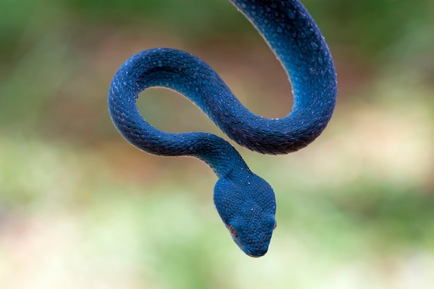 Serpiente víbora azul en rama serpiente víbora lista para atacar