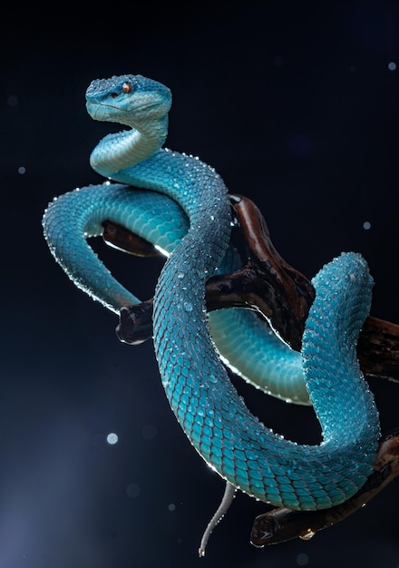 Foto serpiente víbora azul