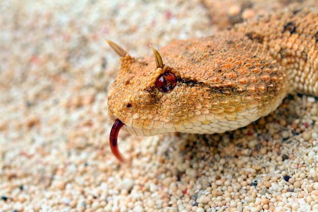 La serpiente víbora del desierto Hornet