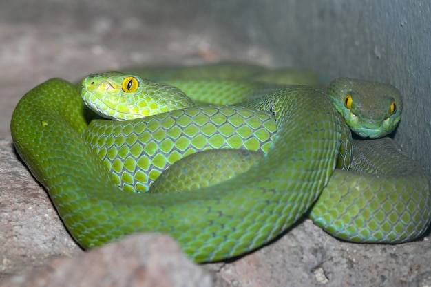 Serpiente (víbora de foso verde) duerme sobre la roca en Tailandia
