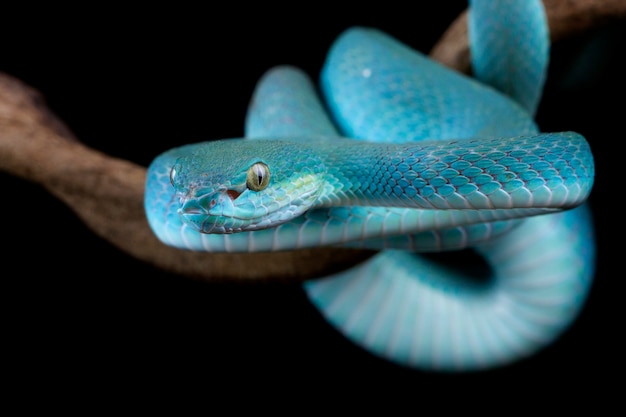 Serpiente víbora en rama lista para atacar