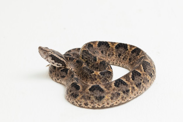 Serpiente víbora de tierra malaya, Calloselasma rhodostoma aislado en superficie blanca