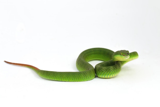 Serpiente víbora verde de labios blancos aislada sobre fondo blanco