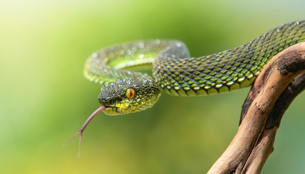 Serpiente víbora verde en primer plano y detalle